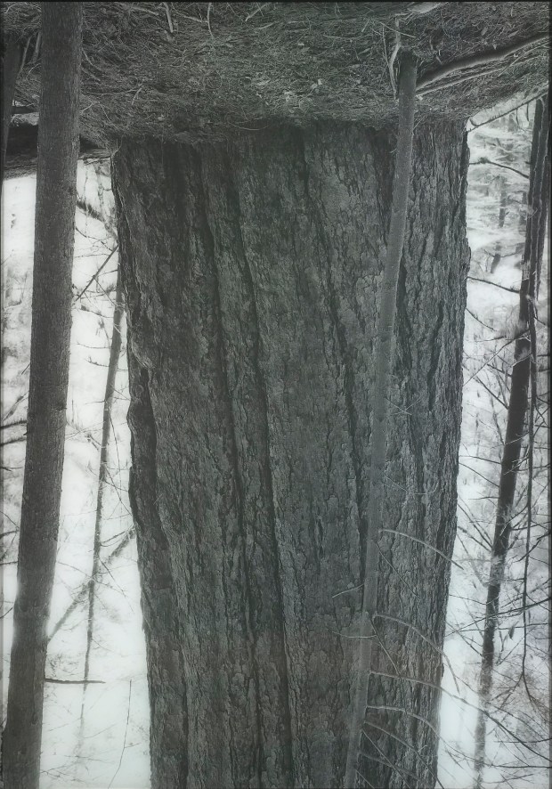 Rodney Graham, Old growth cedar #2, Seymour reservoir 2002. Cortesia BES Arte e Finança.